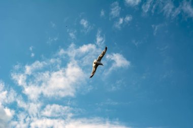 Arka plan olarak gökyüzünde uçan tek bir martı.