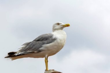 Mavi gökyüzü arka plan üzerinde martı akın.