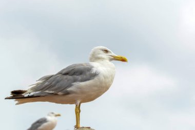 Mavi gökyüzü arka plan üzerinde martı akın.
