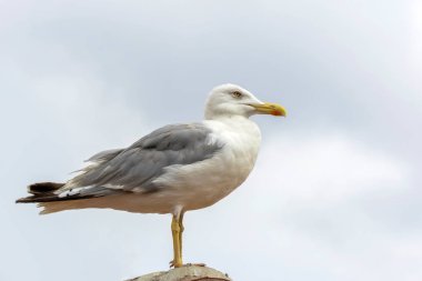 Mavi gökyüzü arka plan üzerinde martı akın.