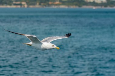 Mavi gökyüzü arka plan üzerinde martı akın.
