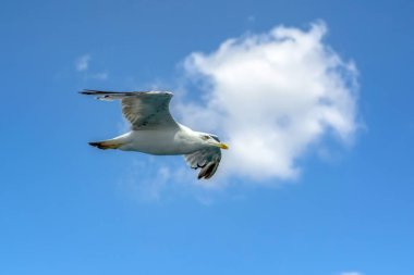 Mavi gökyüzü arka plan üzerinde martı akın.