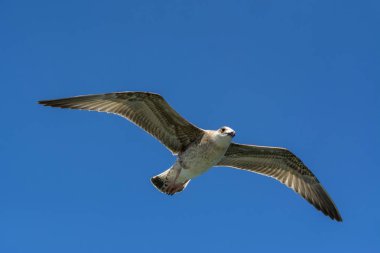 Mavi gökyüzü arka plan üzerinde martı akın.