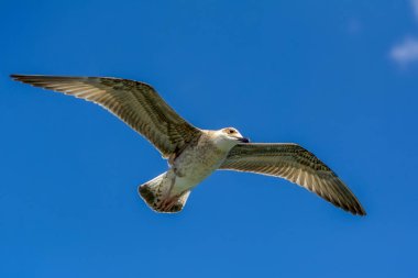 Mavi gökyüzü arka plan üzerinde martı akın.