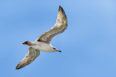 Mavi gökyüzü arka plan üzerinde martı akın.