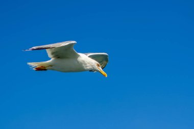 Mavi gökyüzü arka plan üzerinde martı akın.