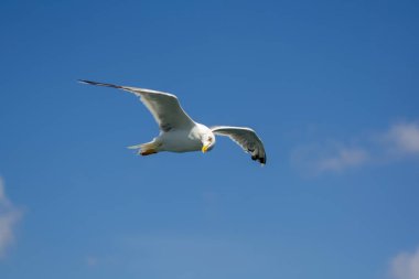 Mavi gökyüzü arka plan üzerinde martı akın.