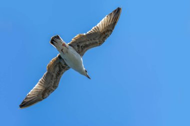 Mavi gökyüzü arka plan üzerinde martı akın.
