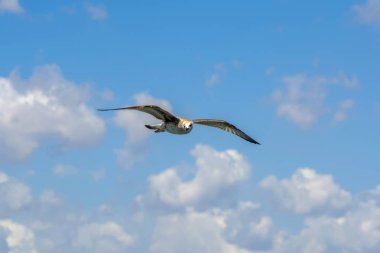 Mavi gökyüzü arka plan üzerinde martı akın.