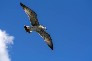 Mavi gökyüzü arka plan üzerinde martı akın.