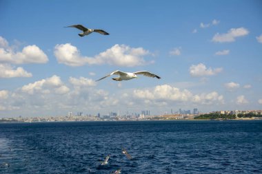 Mavi gökyüzü arka plan üzerinde martı akın.