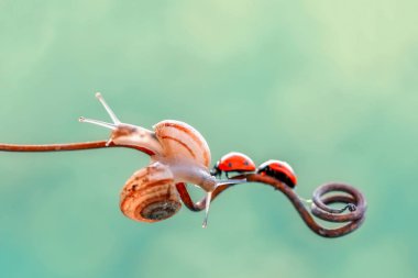 Yaprağın üzerindeki güzel uğur böceği odaklanmış arka plan