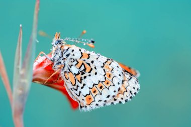 Çiçek oturma portre güzel kelebek
