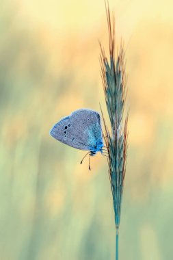 Çiçek oturma portre güzel kelebek