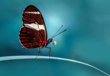 Çiçek oturma portre güzel kelebek