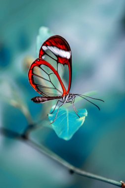  Çiçek oturma portre güzel kelebek