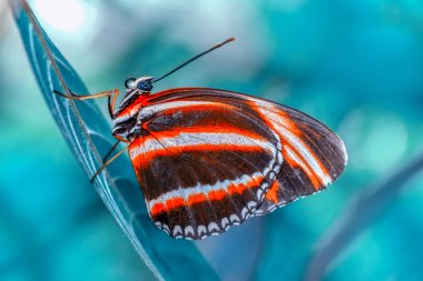  Çiçek oturma portre güzel kelebek