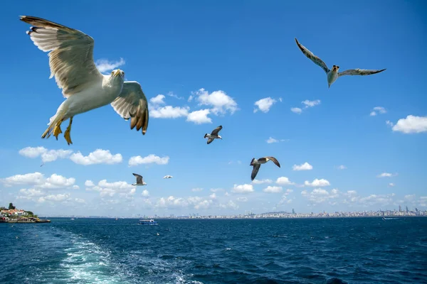 Seagull Kudde Blauwe Hemelachtergrond — Stockfoto