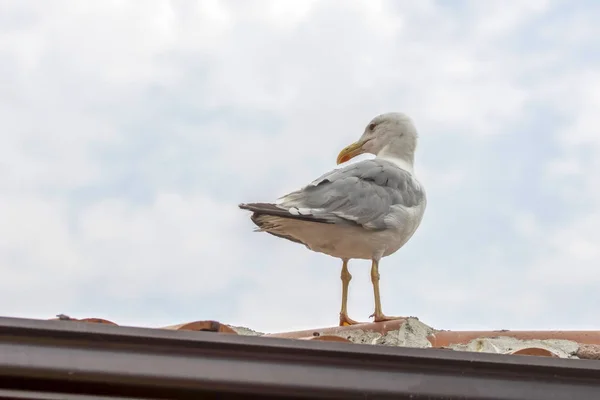 Seagull Flock Blå Himmel Bakgrund — Stockfoto