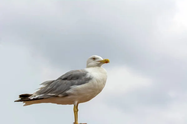 Seagull Flock Blå Himmel Bakgrund — Stockfoto