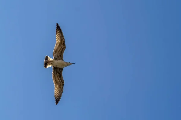 Seagull Flock Blå Himmel Bakgrund — Stockfoto