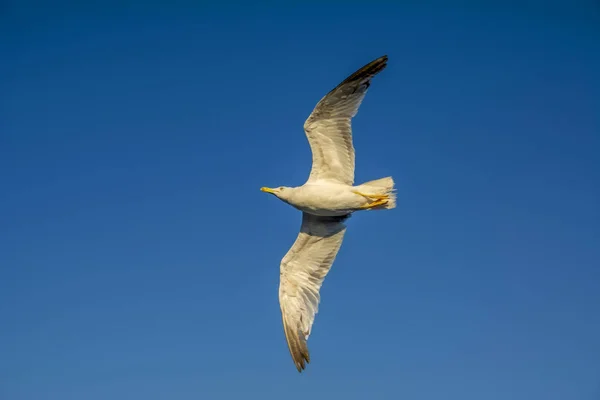 Seagull Flock Blå Himmel Bakgrund — Stockfoto