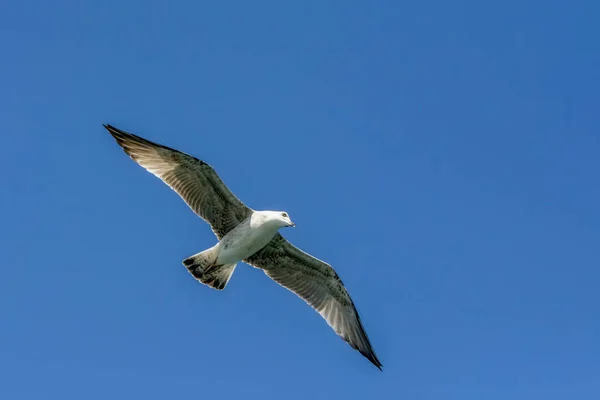 Kawanan Burung Camar Pada Latar Belakang Langit Biru — Stok Foto