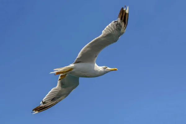 Seagull Flock Blue Sky Background — Stock Photo, Image