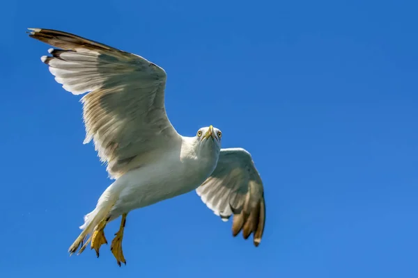 Bandada Gaviotas Sobre Fondo Azul Del Cielo —  Fotos de Stock