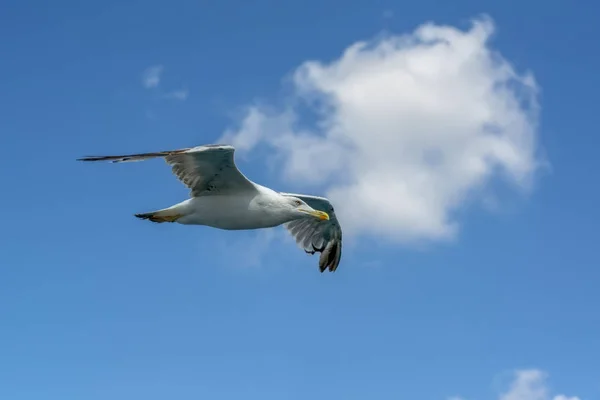 Gaivota Rebanho Fundo Azul Céu — Fotografia de Stock