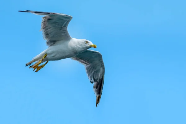 Seagull Flock Blå Himmel Bakgrund — Stockfoto