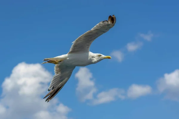 Gaivota Rebanho Fundo Azul Céu — Fotografia de Stock