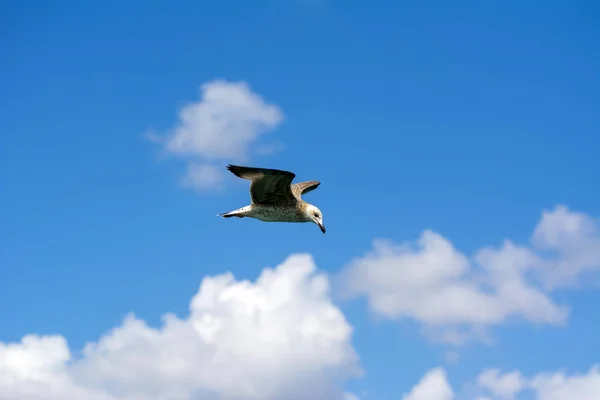 Seagull Flock Blue Sky Background — Stock Photo, Image