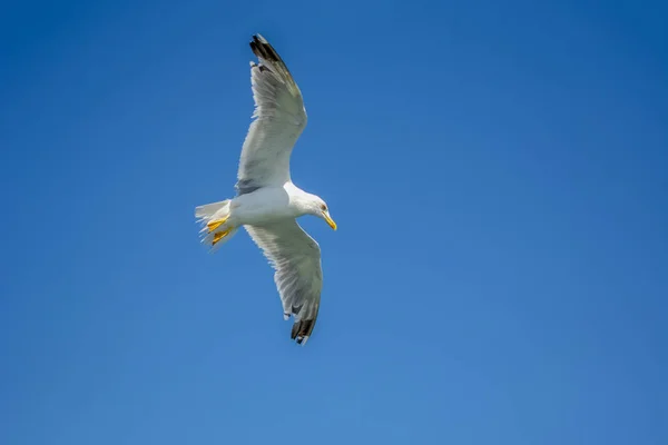 Bandada Gaviotas Sobre Fondo Azul Del Cielo —  Fotos de Stock