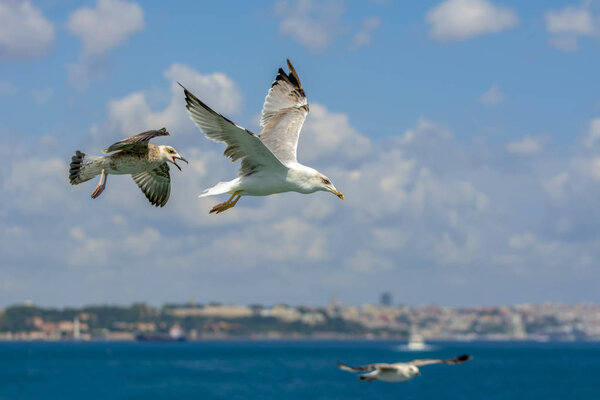 Seagull flock on blue sky background.