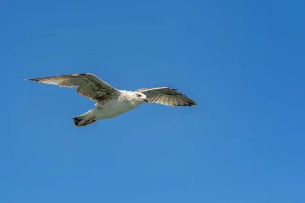 Bandada Gaviotas Sobre Fondo Azul Del Cielo —  Fotos de Stock