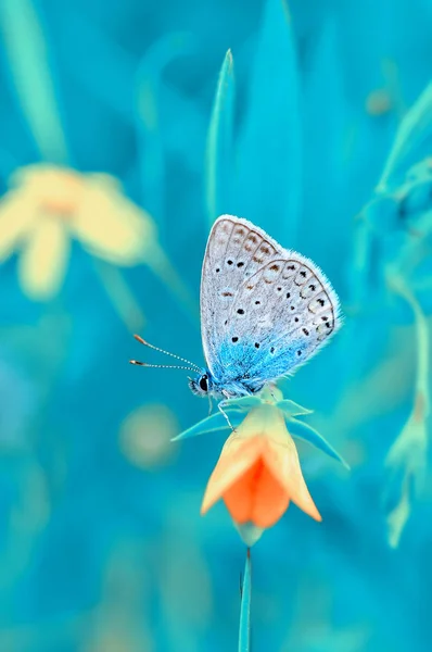 Closeup Bela Borboleta Sentado Flor — Fotografia de Stock