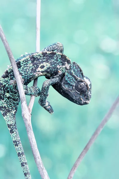 Macro Shots Beautiful Nature Scene Green Chameleon — Stock Photo, Image