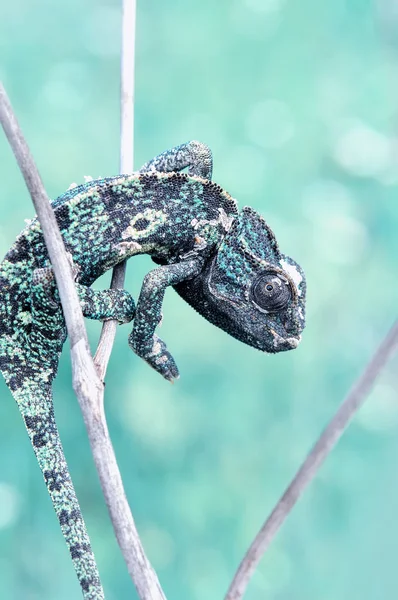 Makro Záběry Krásná Přírodní Scéna Zelený Chameleon — Stock fotografie