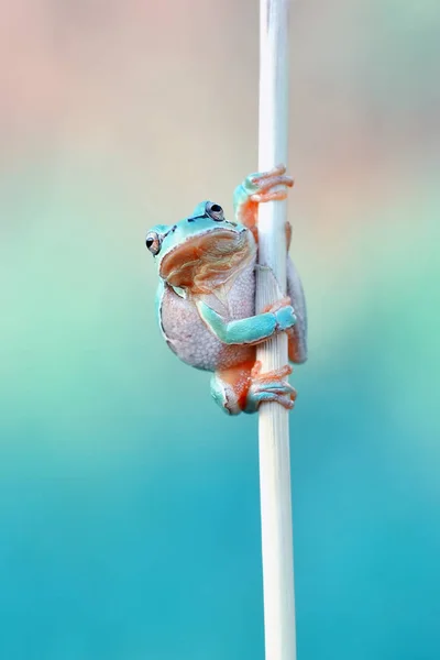 Vackra Europaean Tree Frog Hyla Arborea Stock Bild — Stockfoto