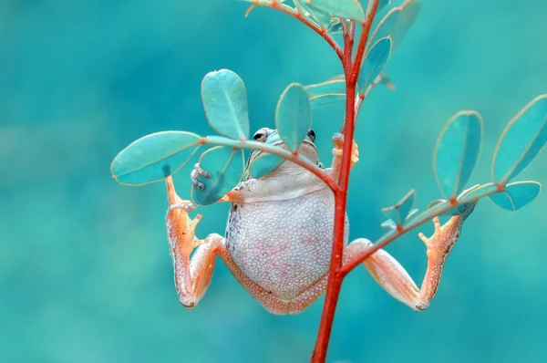 Vackra Europaean Tree Frog Hyla Arborea Stock Bild — Stockfoto