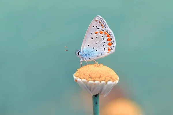 Nahaufnahme Schöner Schmetterling Auf Blume Sitzend — Stockfoto