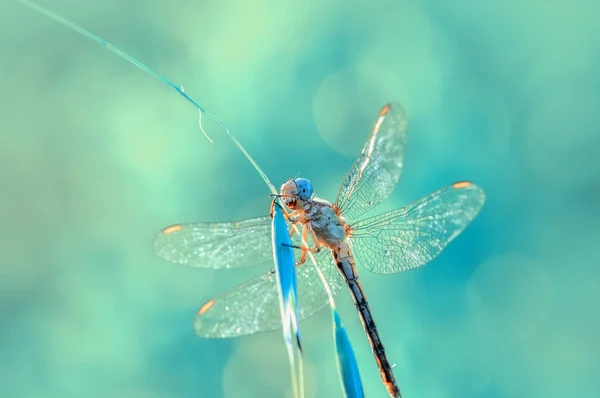 Makro Záběry Krásná Příroda Scéna Vážky — Stock fotografie