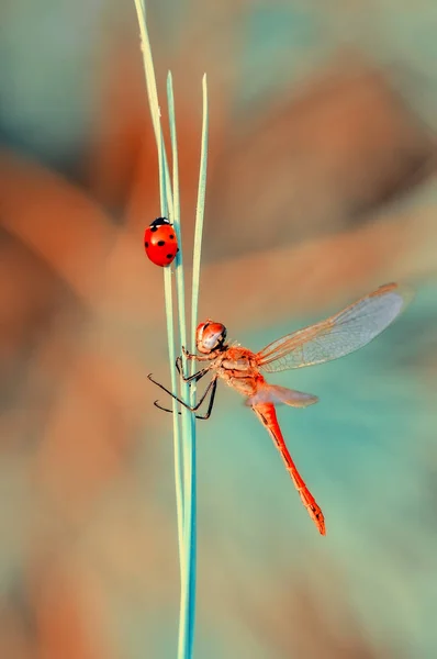 Makroaufnahmen Schöne Naturszene Libelle — Stockfoto