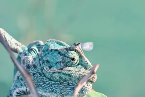 Makro Shots Piękna Scena Natury Zielony Kameleon — Zdjęcie stockowe