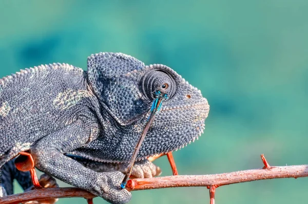 Makro Çekimler Güzel Doğa Sahnesi Yeşil Bukalemun — Stok fotoğraf