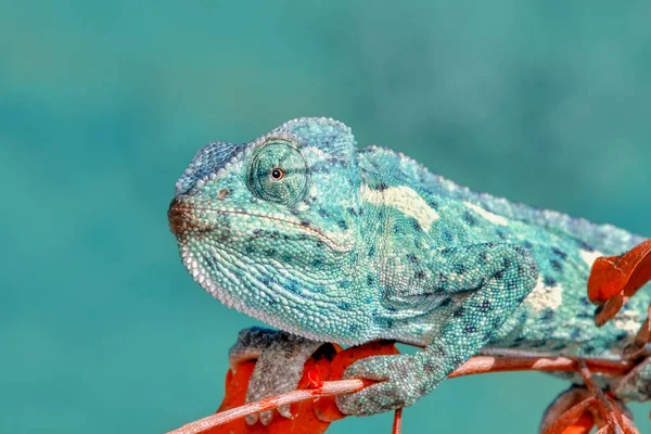 Макро Кадри Красива Природа Сцена Зеленого Хамелеона — стокове фото