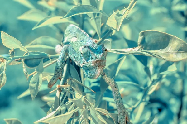 Макро Кадры Красивая Природа Зеленый Хамелеон — стоковое фото