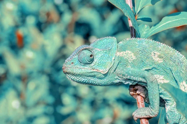 マクロショット 美しい自然シーン緑のカメレオン — ストック写真