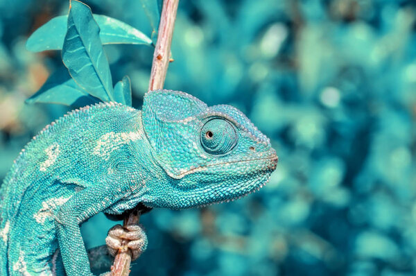 Macro shots, Beautiful nature scene green chameleon 